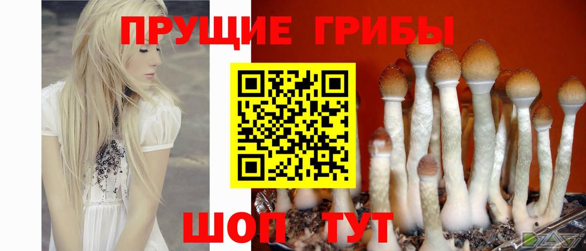 Псилоцибиновые грибы ЛСД  Вход с VPN  Галлюциногенные грибы Magic Shrooms  Шадринск 
